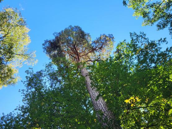 In den Himmel fotografiert um den schönen blauen Himmel sowie die Baumkronen einzufangen
