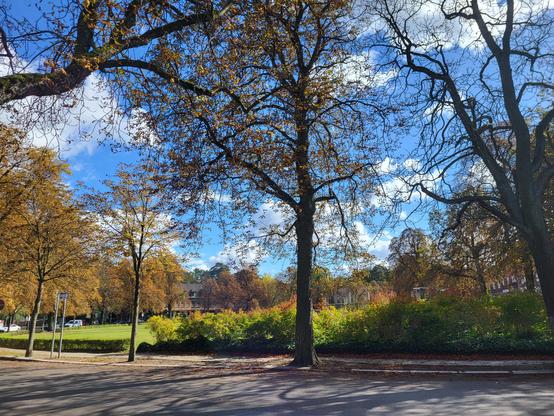 Im Vordergrund befinden sich ein paar Bäume und im Hintergrund eine kleine Parkanlage im Herbst.