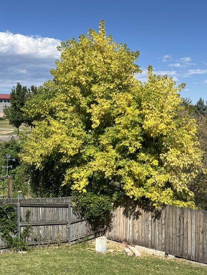 Tree leaves becoming more yellow than green. 