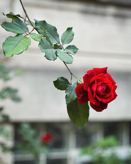 A single, perfect red rose 