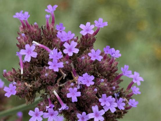A cluster of small purple flowers against a soft, blurred green background. The flowers have delicate petals and varying heights, adding a natural, vibrant touch to the scene.