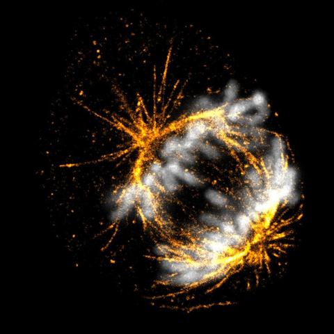 Expanded (4x) COS-7 cell labeled with tubulin antibody and DAPI.