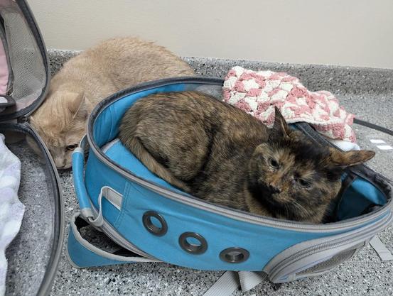 two kittens at the vet. Shine is cowering in the back and soot is in front looking defiant