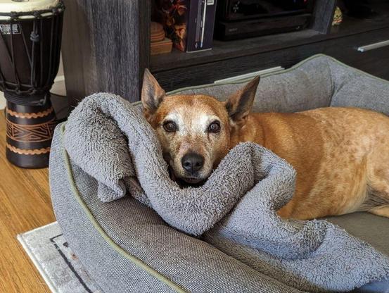 Photo of a red/brown dog in a large grey coloured dog bed on the floor of a living room. The dog is looking blearily into the camera because she has just been woken by her photo being taken. 