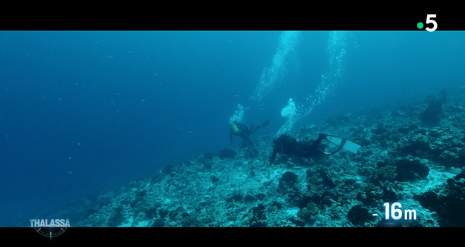 Diego Bunuel takes the direction of’Mauritius to discover the sperm whales of the’Indian Ocean. On the spot, he meets the scientist Francois Sarano who has been studying these giants of the sea for more than ten years. Francois and his team carried out a research work unique in the world, going so far as’ to create a family tree of the sperm whale clan that’s observe. These huge mammals, hiding a very complex behavior, have been the target of’an intensive hunting since the XVIIIe century and are today STILL in danger.