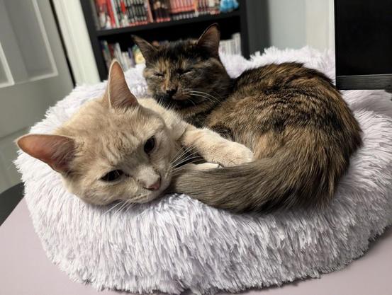 two kittens sharing a purple cat bed, a tortie and a champaign colored tabby