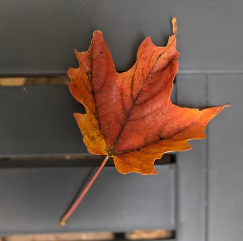 Red maple leaf lying on a grey plastic table. 