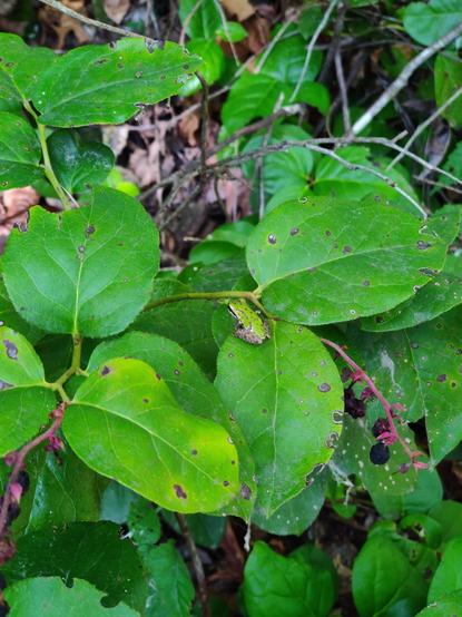 Brilliant green salal leaves, with a small green frog happily chilling toward the center of the frame.