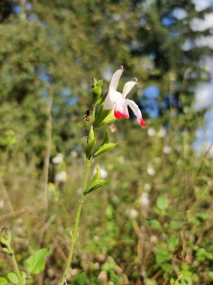 A tiny spider makes her way down the stem of a small red and white flower.