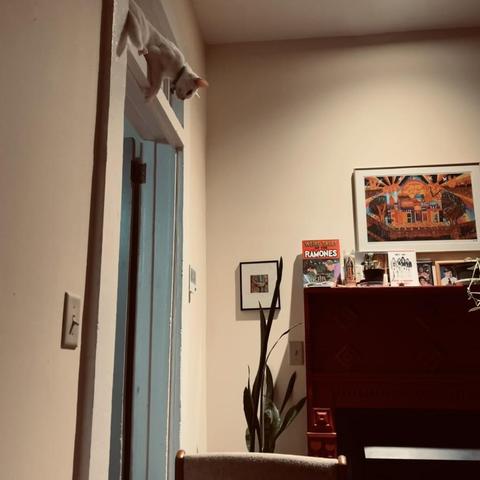 a white cat on a transom looks down
