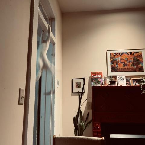 a white cat starts to jump of a t=door transom but then slips at tries to hold on with her front paws