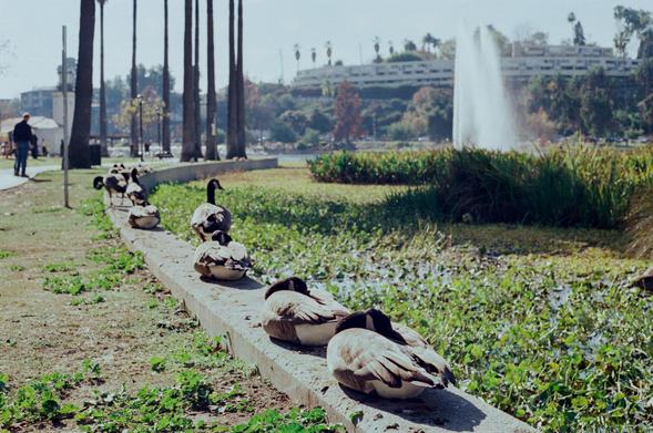 Ducks in Echo Park