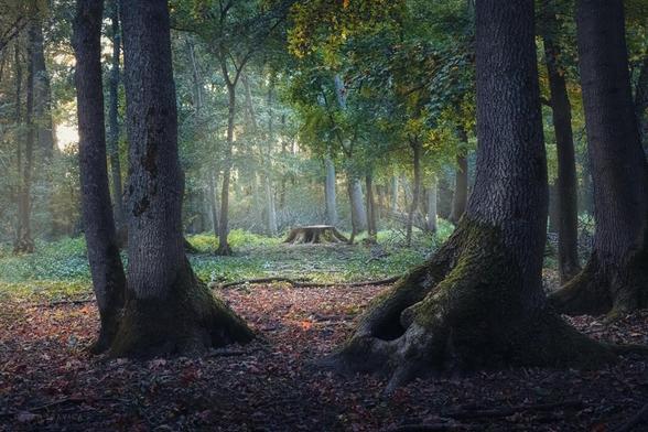 I took this shot once when I was walking in nature and came across one forest at the edge of the field. It was somewhere in October and autumn has already started to slowly show its colors. I could see it on some branches as by the fallen leaves on the ground. At the very entrance to the forest, there were several big oak trees covered with moss, which stood there like some kind of guardians. In the distance, in the little haze, there was a large stump of one cut tree illuminated by rays of light that were breaking through the branches. There were many broken branches as well as withered leaves on the ground. But there were yet greenish leaves on some branches and fresh green grass in some parts of the wood too.
Everything looked so dreamy and mystic, especially due to the sound of the wind and the song of birds. I took a shot and went into the forest a little deeper to see if I could find something else interesting.

One October late afternoon in Central Serbia. From the Forests and Groves collection.