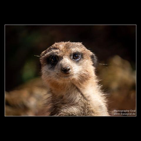 A close up photograph of a meerkat is shown in this image. The meerkat, a small mammal belonging to the mongoose family, is captured in great detail. The background is black, allowing the brown fur of the meerkat to stand out prominently. The image showcases the meerkat's snout and its terrestrial animal nature. The overall composition is a beautiful portrayal of wildlife in its natural habitat, with the meerkat's carnivorous nature highlighted. The image is not explicit in any way and is suitable for all audiences.