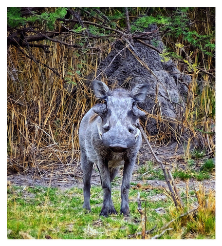 This is a colour art edited photo of a warthog standing in front of a termite mound that is surrounded by yellow reeds making eye contact. As photographed on the Okavango Delta, Botswana 