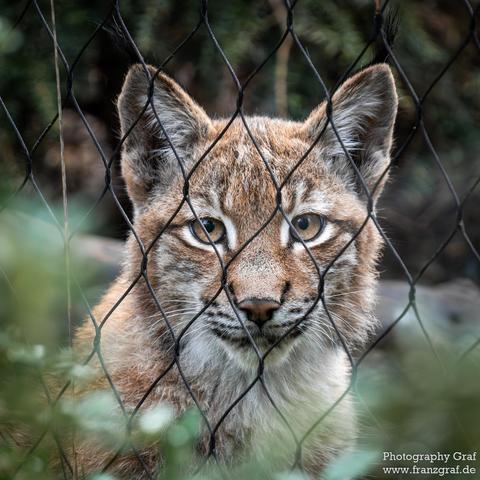 A detailed close-up photograph of a wild cat behind a fence is depicted in this image. The cat, possibly a lynx or bobcat, is shown with its grey fur and black markings visible. The whiskers, snout, and ears of the animal are in focus, highlighting its wild and untamed appearance. The background is a solid black color, emphasizing the cat's presence. The image is outdoors, capturing the essence of wildlife in its natural habitat. The composition suggests a sense of curiosity and caution as the cat peers through the fence. Overall, this image evokes a feeling of mystery and fascination towards these majestic terrestrial animals.
