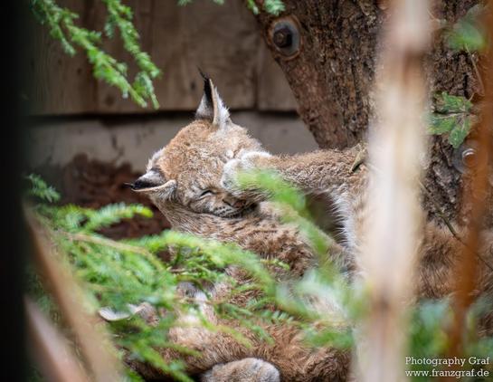 A magnificent wild cat, possibly a lynx or bobcat, is perched gracefully on a tree branch in a lush outdoor setting. The cat's fur is a beautiful shade of grey, blending in harmoniously with the brown background. Its sharp eyes gaze intently ahead, showcasing the essence of a fierce and majestic predator in the wild. The scene captures a moment of tranquility and natural beauty, highlighting the delicate balance between wildlife and their habitat. The image evokes a sense of wonder and admiration for these terrestrial animals and the intricate ecosystems they inhabit.