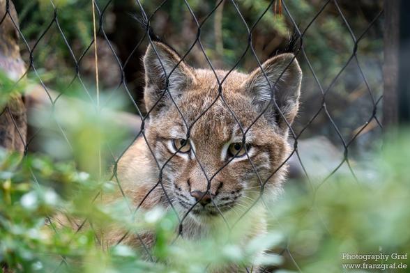 A wild cat, possibly a lynx or bobcat, is seen behind a green fence in this outdoor setting. The cat's fur is a dominant grey color, with green foliage in the background. The image is not in black and white. The cat's whiskers and snout are visible as it peers through the fence, showcasing its wild and fierce appearance. The mammal is a terrestrial animal belonging to the felidae family. This scene captures the essence of wildlife and the beauty of big cats in their natural habitat, creating a captivating and intriguing image.