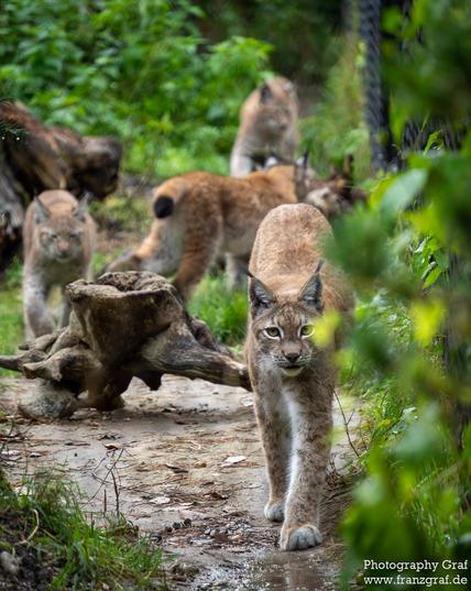 A group of wild cats is seen walking along a path in a natural outdoor setting. The image shows several mammals with fur, likely wildcats or similar animals, moving together. The dominant colors in the scene are various shades of green and grey, with the animals standing out against the background. The creatures are terrestrial animals, possibly found in a zoo or safari environment. The cats are walking on the ground, surrounded by grass and trees. Overall, the scene captures a peaceful and natural moment in the lives of these wild animals.