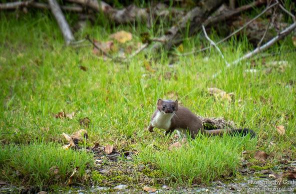 A small weasel, is seen in the grass in this outdoor scene. The image is dominated by various shades of green, with the weasel brown fur providing a contrast. The weasel is located towards the center of the image, with its body partially hidden in the grass. The photograph captures a close-up view of the weasel, showcasing its small size and furry appearance. The overall composition evokes a sense of wildlife and natural habitat, with the grassy field providing a serene backdrop for the animal. The image is clear and detailed, allowing viewers to appreciate the beauty of the weasel in its natural environment.
