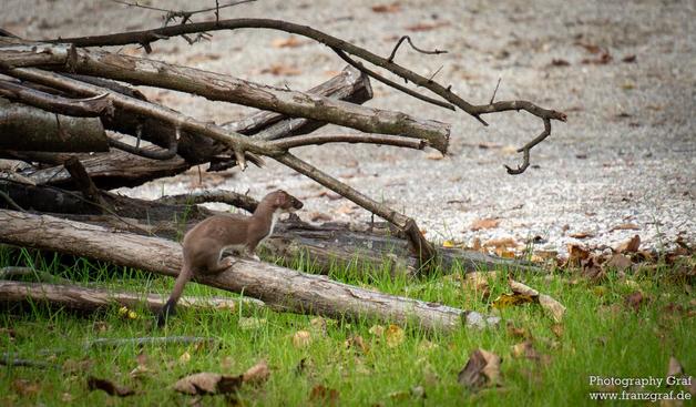 A small weasel, is perched on a log in an outdoor setting. The background is dominated by shades of grey, with the foreground showing the weasel in focus. The weasel appears to be standing on all fours and is surrounded by grass and plants. The image gives off a peaceful and natural vibe, with a touch of wildlife charm. The log and branch are visible in the scene, adding to the natural elements of the composition. The overall mood is serene and harmonious, capturing a moment of quiet beauty in the wild.