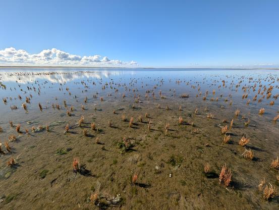 Uitgestrekte natte vlakte met hier en daar een plukje zeekraal, blauwe lucht en een wolk aan de horizon.