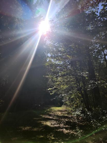 The sun overhead brings an otherwise green trail into stark contrasts of bright green and deep shadow.