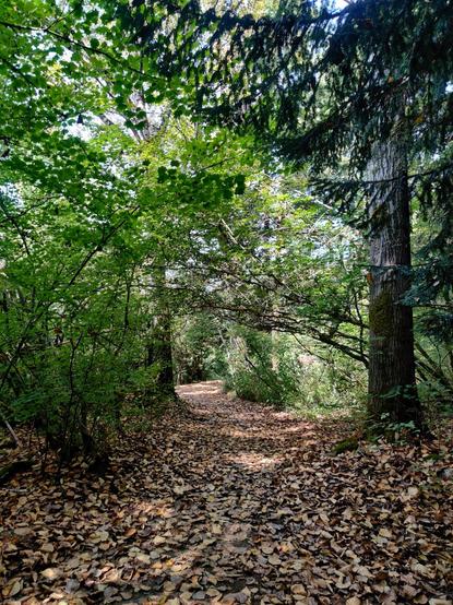 A trail extends ahead, coated in freshly fallen leaves as it curves out of sight.