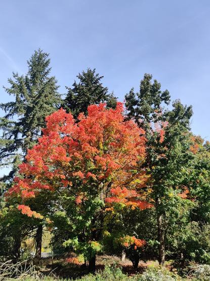 A maple tree changes from top to bottom, green to red in an organic gradient.