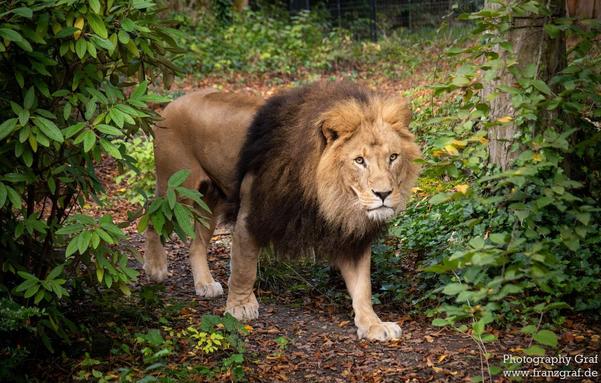 In this image, we see a majestic lion walking through a dense forest. The lion is the focal point of the scene, with its powerful stance and golden fur standing out against the lush greenery of the woods. The background is filled with tall trees and thick vegetation, creating a natural habitat for the lion. The colors in the image are predominantly brown and green, enhancing the earthy and wild feel of the setting. The lion's presence exudes strength and grace as it moves confidently through its natural environment, showcasing the beauty of wildlife in the wilderness.