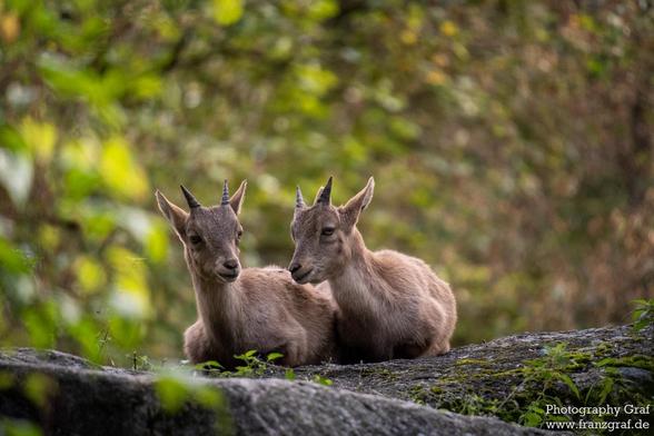 In this image, we see two goats lying on a rock in a natural outdoor setting. The goats are surrounded by grass and trees, showcasing a typical wildlife habitat. One of the goats has horns on its head, adding to the rugged and wild aesthetic of the scene. The colors in the image are predominantly grey and black, with a hint of yellow as the accent color. The composition is peaceful and serene, capturing a moment of relaxation for these terrestrial animals.