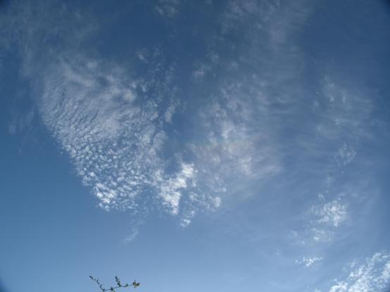 An even wider view, with the arc only faintly visible and blue sky surrounding most of the patch of cloud it's located in. A small leafy branch is just visible at the the bottom of the frame.
