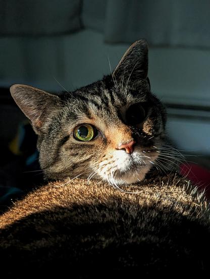 A tabby cat with green eyes looks over its shoulder towards the camera. The cat's fur is brown and black, and its face is partially illuminated by sunlight.