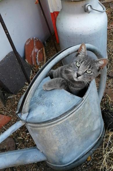 Cat sitting in a wateringcan