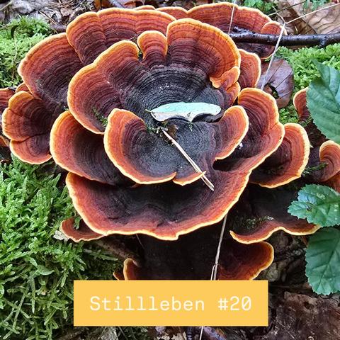 Ein Prächtiger Schichtpilz auf einem verwitterten Baumstamm im Wald.

Text: Stillleben #20