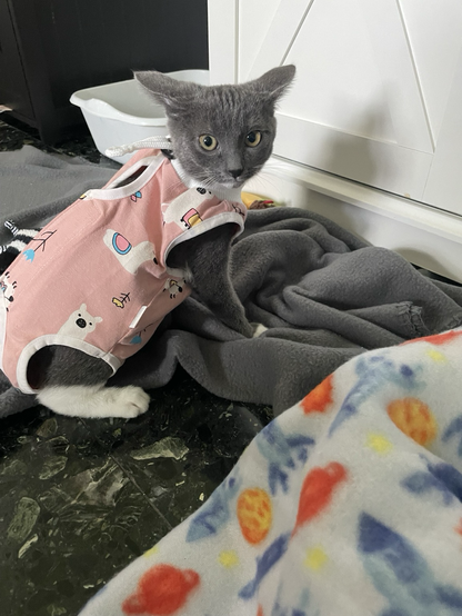 Kitten in onesie 