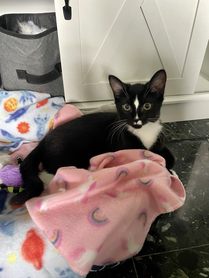 Black tuxedo cat 
