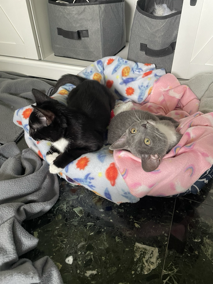 Two tuxedo kittens 