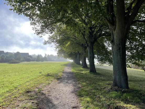 Weg übers Feld, links und rechts Feld, rechts davor noch eine Reihe Bäume. Im Hintergrund leichter Nebel.