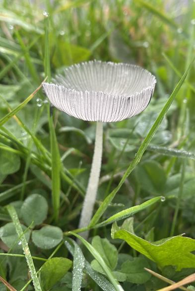 Small translucent white mushroom with a diaphanously thin cap upturned at the edges. In grass.