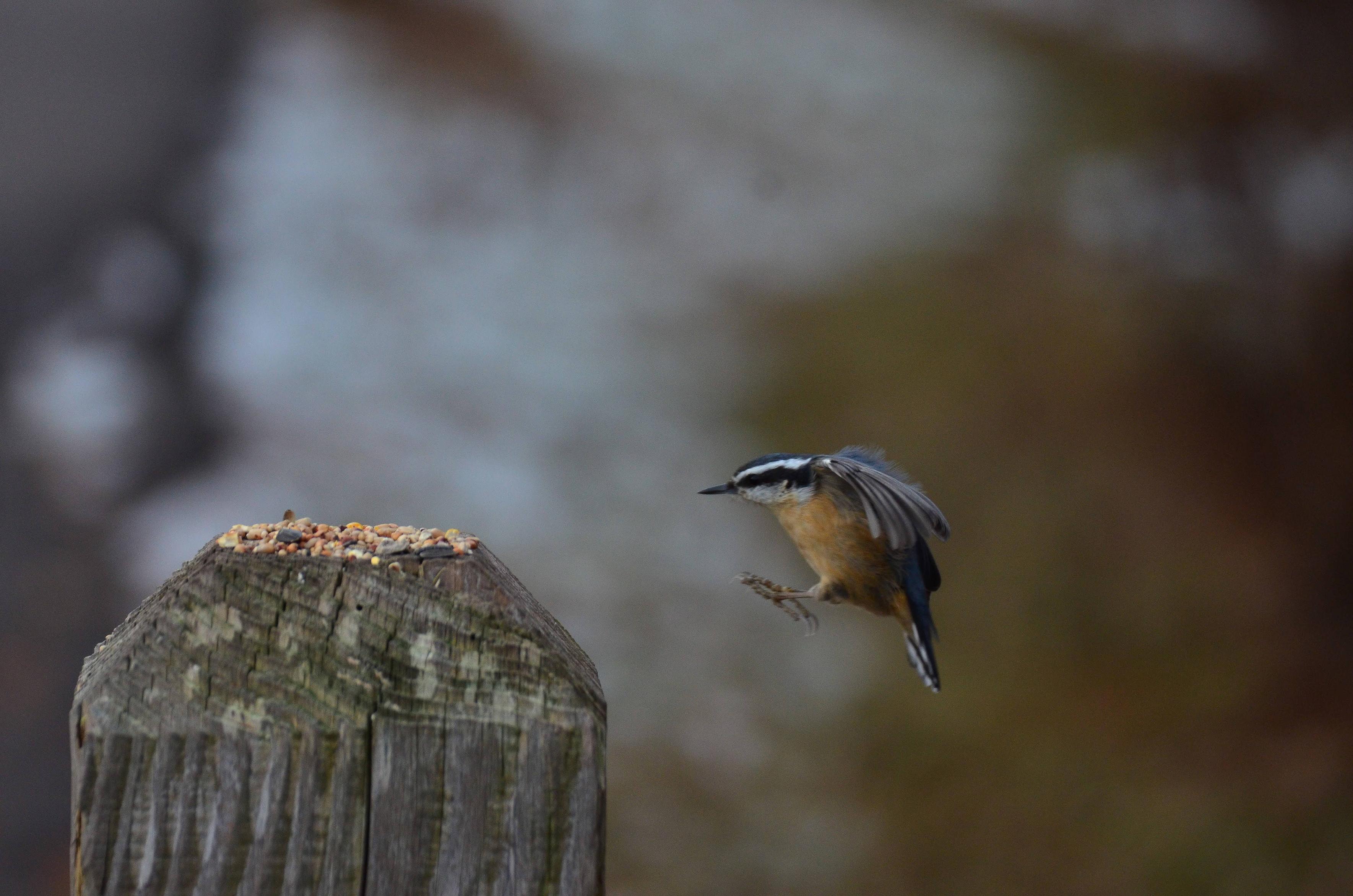 A%20determined%20red-breasted%20nuthatch%20coming%20in%20for%20a%20sideways%2Fhorizontal%20landing%20on%20a%20wooden%20post%20with%20birdseed%20on%20top%20of%20it.%20Wings%20are%20up%20and%20outstretched%2C%20and%20tiny%20feet%20are%20extended%20out%20front%2C%20like%20a%20ski%20jumper.%0A%0A(A%20red%20breasted%20nuthatch%20is%20a%20tiny%20bird%20with%20a%20long%20pointy%20beak%2C%20red%20underside%2C%20white%20face%20with%20black%20eye%20stripe%20and%20grey%20wings%2Fback.)