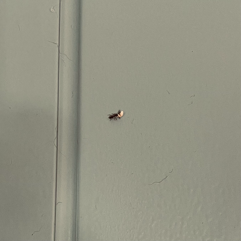 An ant walking across a cabinet door holds what appears to be a very small piece of popcorn.