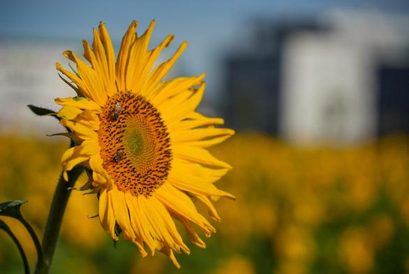 Eine Sonnenblume mit 2 Bienen, die noch Nektar suchen. In der Tiefenunschärfe das dazugehörige Feld und ein hohes Gebäude