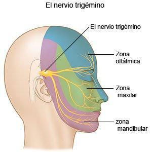 Perfil derecho que representa el nervio trigémino dividido en zona oftálmica, maxilar y mandibular.