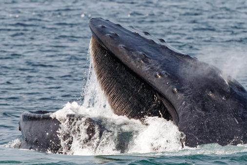 close-up photo of the baleens of a humpback whale feeding.  (Photo: Admitter/Flickr (CC BY-ND 2.0).)