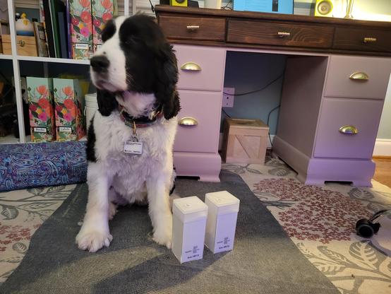 Springer Spaniel and some glitter