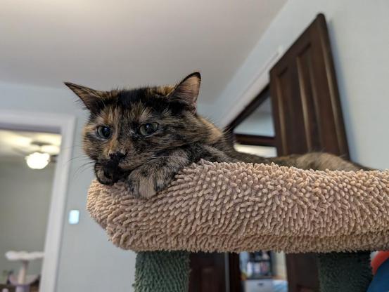 soot, a torbie cat, resting flat and peeking over the edge of a cat tree perch