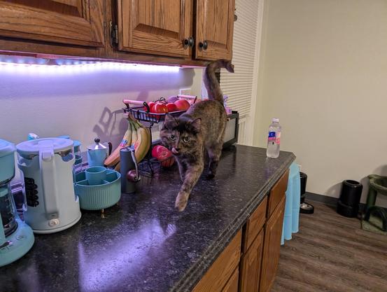 soot, a tortie cat, licking her lips on a counter with fruit in the background