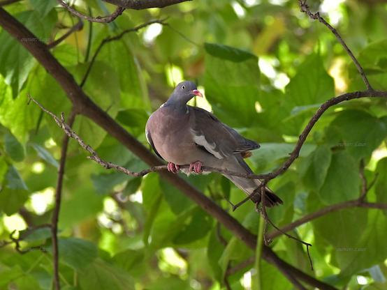 Bird, color, photo