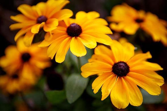 Colour photo of some autumn flowers. This image is on Wikimedia Commons, with the following title: 